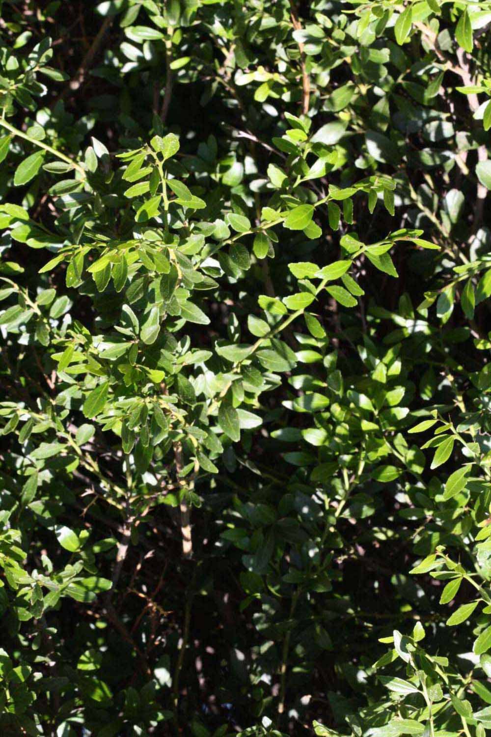              Sun leaves (Riverside, CA)       